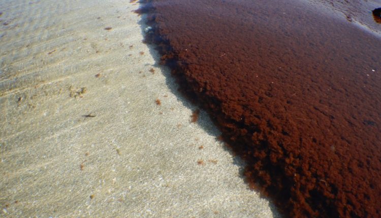 אצה אדומה על קרקעית הים בחופי הקריות (צילום: מוטי מנדלסון)