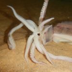 דיונון מת • מוזרה של בעלי חיים מתים על קרקעית הים בחופי הקריות (צילום: מוטי מנדלסון)