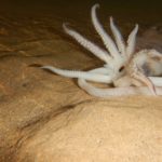 דיונון מת • מוזרה של בעלי חיים מתים על קרקעית הים בחופי הקריות (צילום: מוטי מנדלסון)