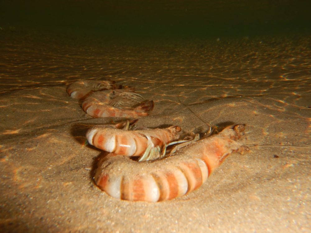 סרטנים ארוכי בטן (שרימפסים) מתים - תופעה מוזרה של בעלי חיים מתים על קרקעית הים בחופי הקריות (צילום: מוטי מנדלסון)