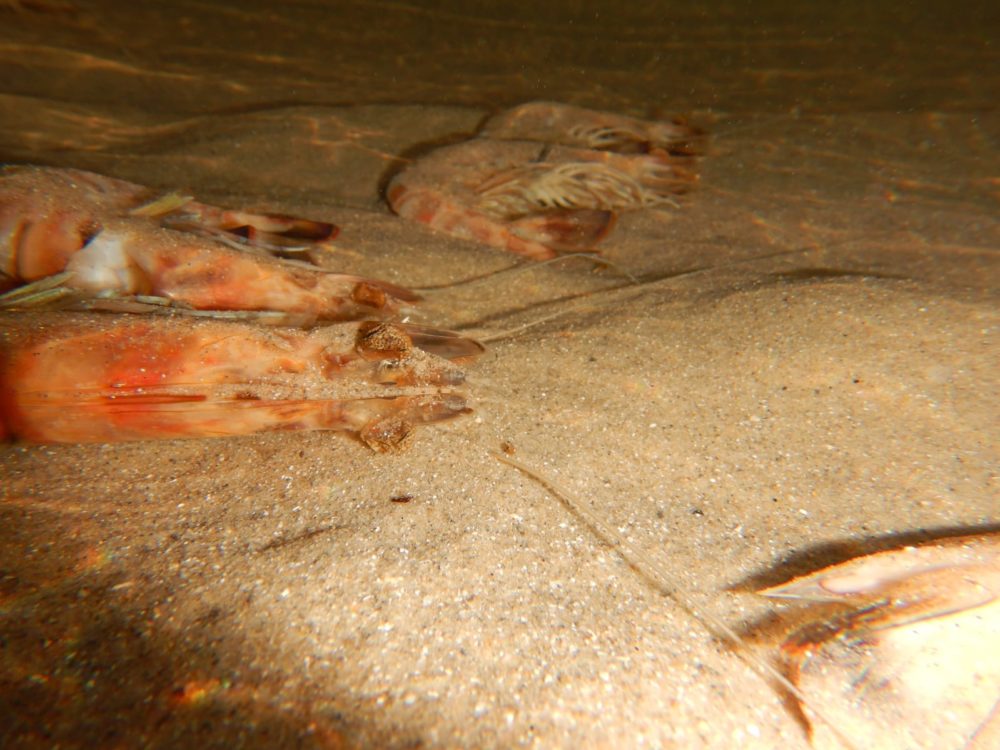 סרטנים ארוכי בטן (שרימפסים) מתים - תופעה מוזרה של בעלי חיים מתים על קרקעית הים בחופי הקריות (צילום: מוטי מנדלסון)
