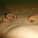 סרטנים ארוכי בטן (שרימפסים) מתים – תופעה מוזרה של בעלי חיים מתים על קרקעית הים בחופי הקריות (צילום: מוטי מנדלסון)