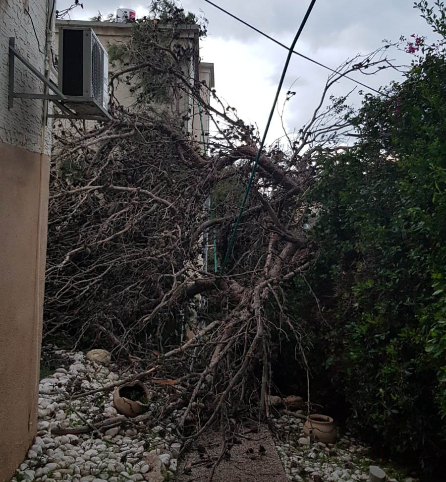 עץ קרס על כבלי חשמל ברחוב האילנות בחיפה (צילום: ירון ציפורי)