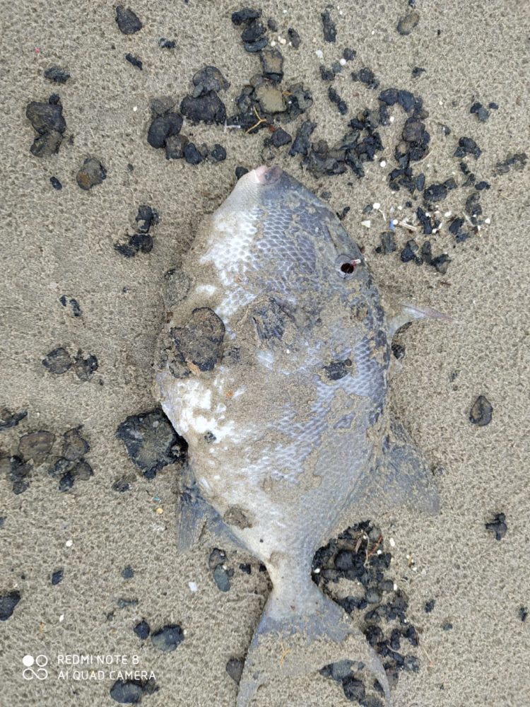 אסון הזפת - דג מת (צילום: מוטי מנדלסון)