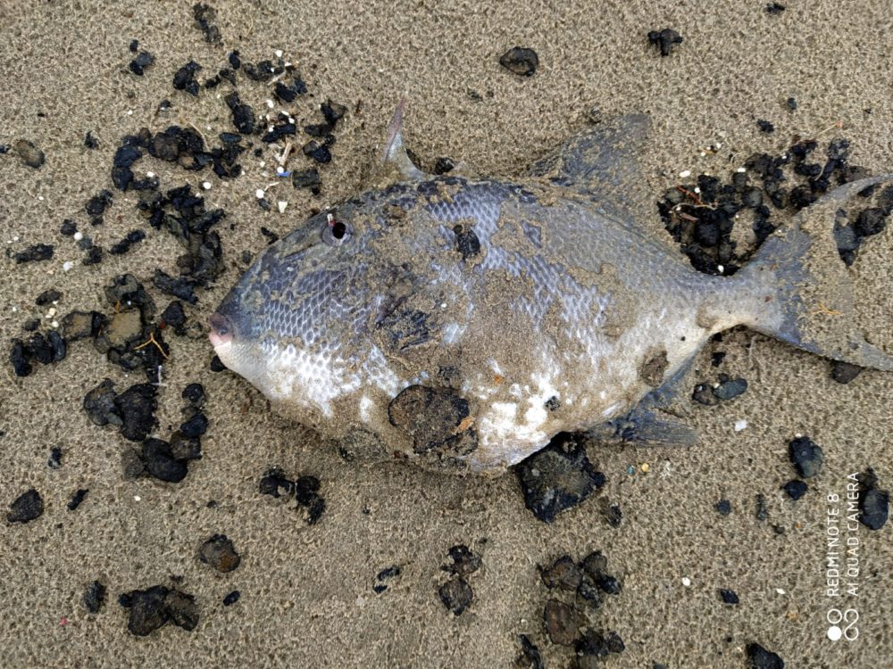 דג שנפלט לחוף לאחר שנפגע (צילום: מוטי מנדלסון)