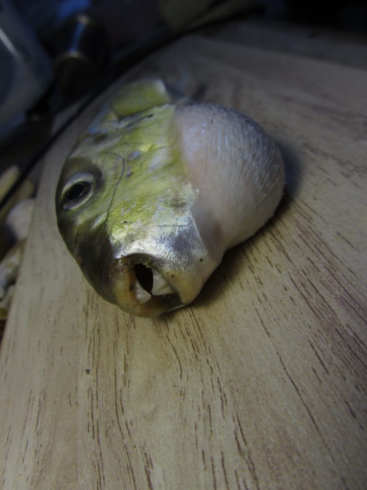 דג הנפוחית - "אבו נפחא" (צילום: מוטי מנדלסון)