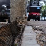 haipo news of haifa cats 090221 (14)