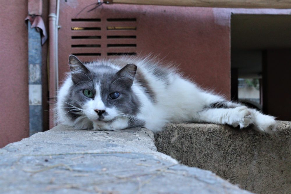 חתול קרבות (צילום: עומר מוזר)