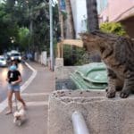 haipo news of haifa cats 090221 (3)