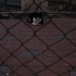 haipo news of haifa cats 090221 (4)