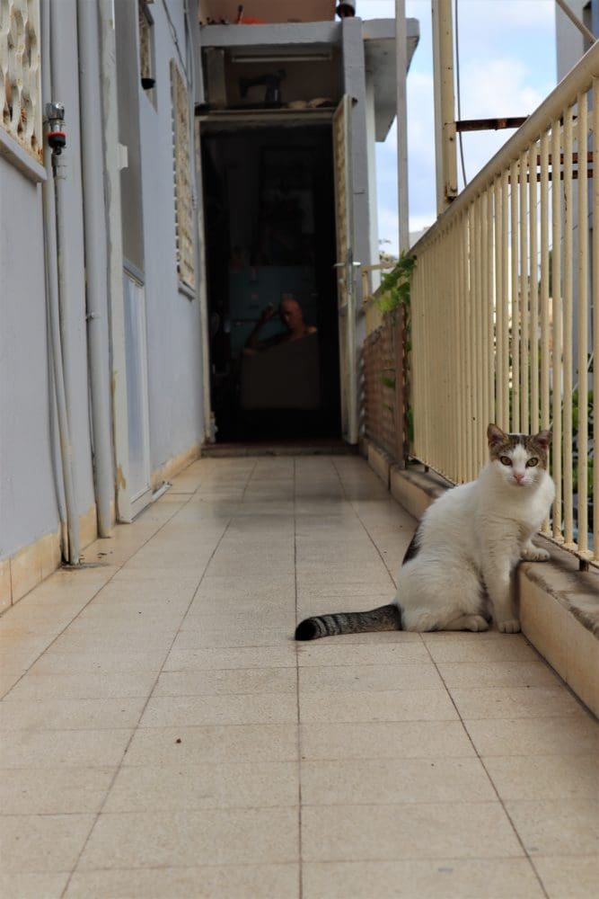 חברו הטוב ביותר של האדם, אחרי הכלב (צילום: עומר מוזר)