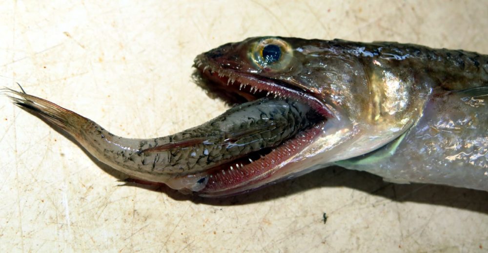צילום נדיר של דג שניצוד כפי הנראה בזמן טריפה (צילום: מוטי מנדלסון)