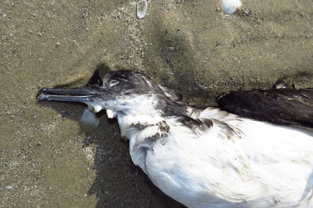 עוף מים פגוע מזפת בחוף (צילום: מוטי מנדלסון)