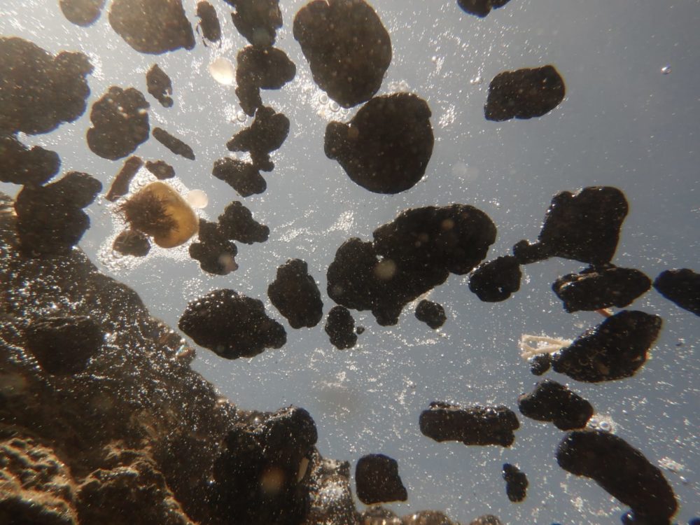 צילום מתחת למים - זפת בכמויות ענק (צילום: מוטי מנדלסון)