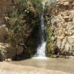עין גדי (צילום: מוזיאוני חיפה)