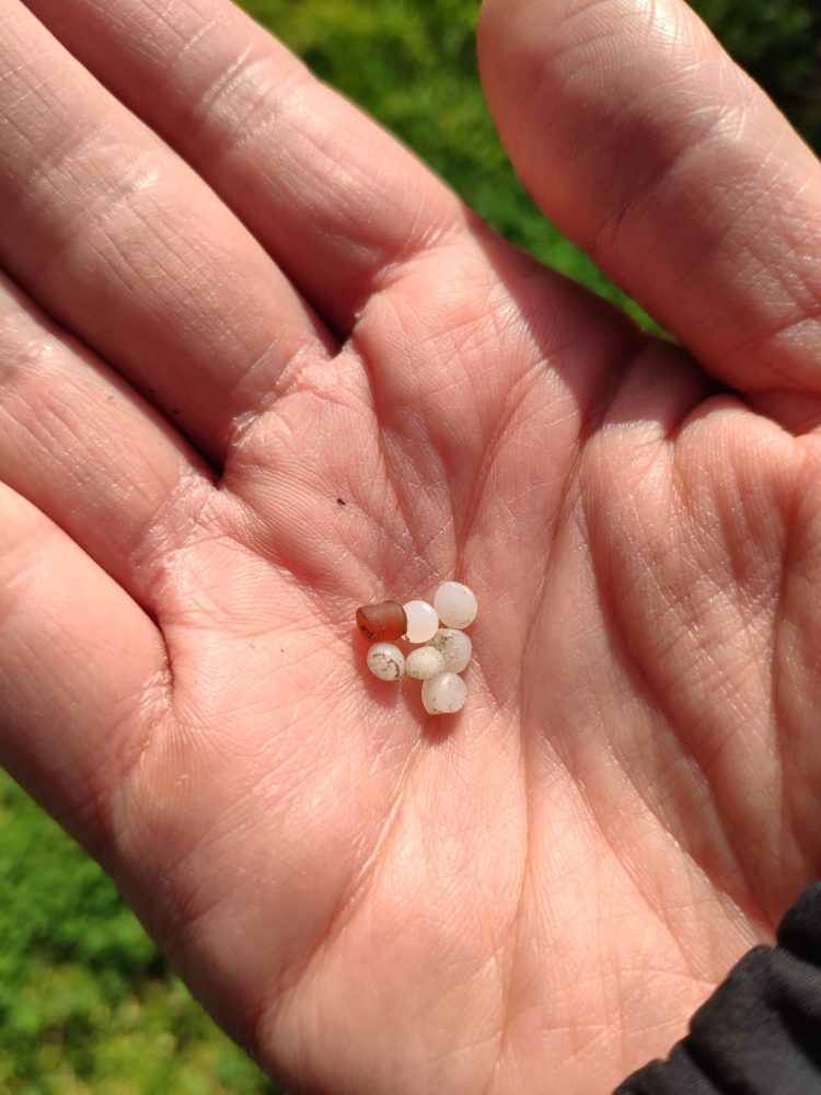 כדוריות פלסטיק אשר נמצאו בנחל (צילום: אלון בן מאיר, רשות נחל הקישון)