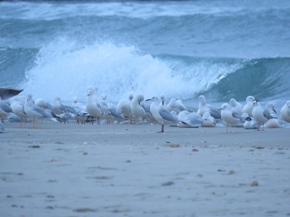 להקת שחפים בחוף שמן (צילום: ענת לקריף)