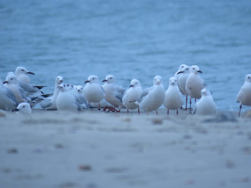 להקת שחפים בחוף שמן (צילום: ענת לקריף)