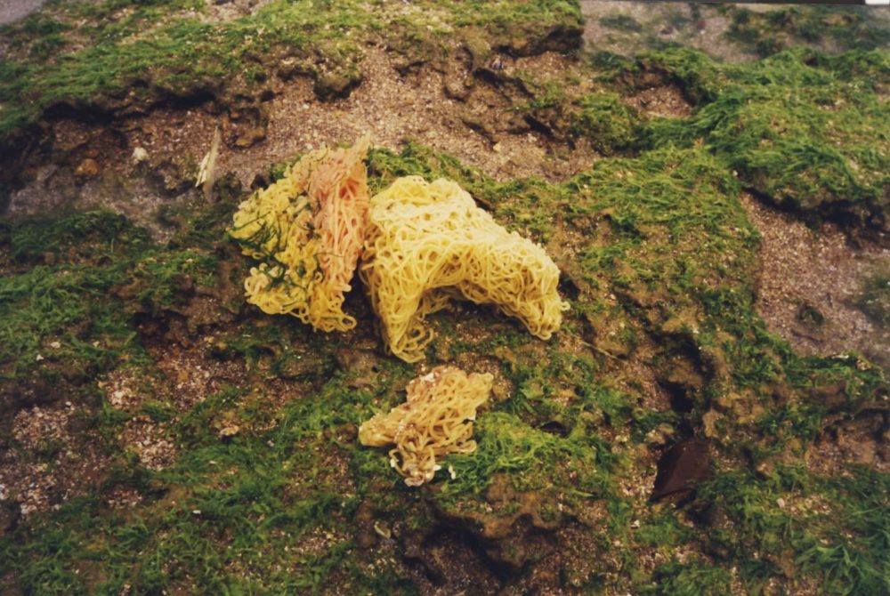 תטולת ארנבת הים בצורת הספגטי - - ביצים מופרות (צילום: מוטי מנדלסון)