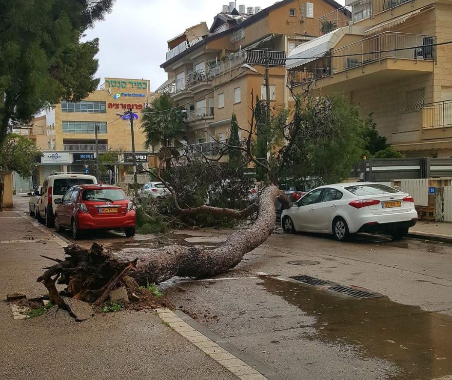 קריסת עץ בקריית חיים רחוב אלישבע קפלן (צילום: רוט קפון