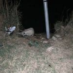 חכות • נתפסו ונעצרו דייגי קרפיונים בבריכות מעגן מיכאל (צילום: משמר הגבול)