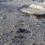 אסון הזפת: נחיתות בכל רצועת החוף של חיפה והזמנת מתנדבים | שבת 13/3/21 (צילום: עיריית חיפה – אגף החופים)