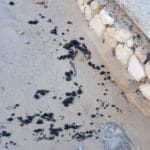 אסון הזפת: נחיתות בכל רצועת החוף של חיפה והזמנת מתנדבים | שבת 13/3/21 (צילום: עיריית חיפה – אגף החופים)