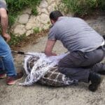 כך לוכדים חזירים בשיטת עיריית חיפה (צילום: חי פה)