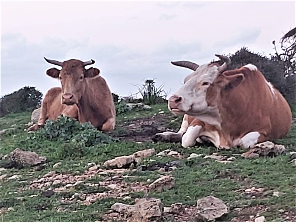 פרות בעתלית (צילום: אורן טל)
