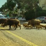 משפחות החזירים מציפות את חיפה (צילום: עומר מוזר)