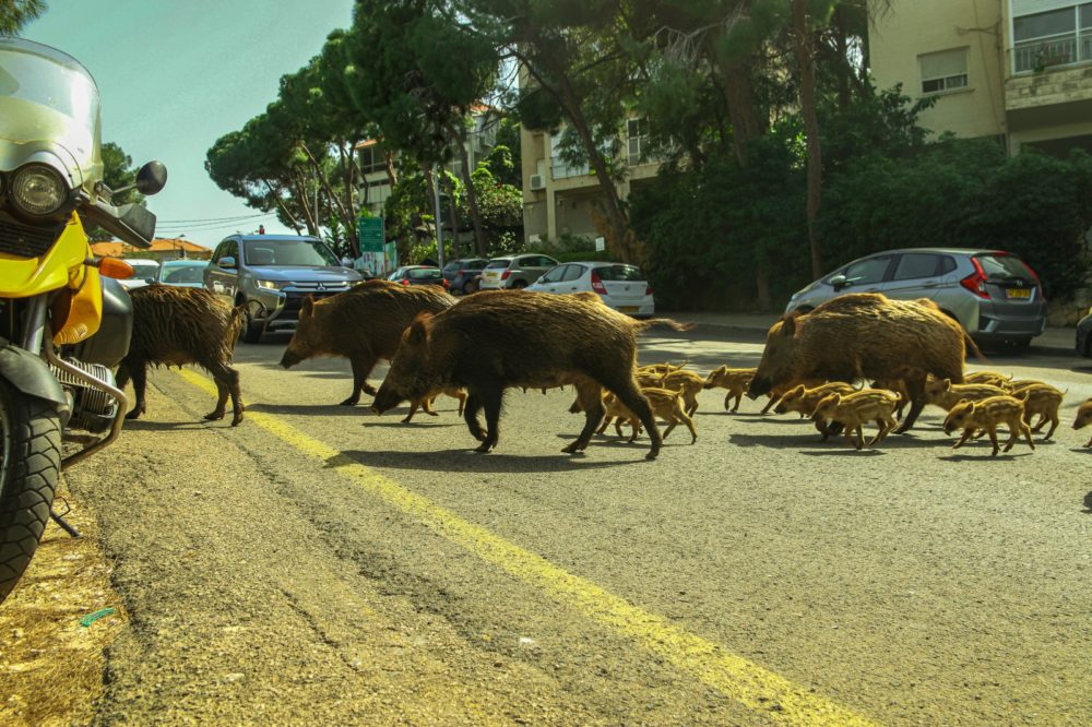 משפחות החזירים מציפות את חיפה (צילום: עומר מוזר)