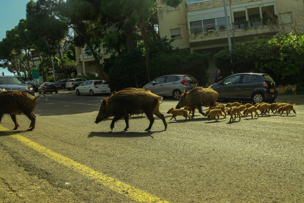 משפחות החזירים מציפות את חיפה (צילום: עומר מוזר)