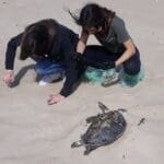 מנקים את החופים מזפת, עמותת "צלול" עם בי"ס הריאלי