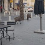 מחפשים איזה בית קפה נחמד | חזירים בעיר התחתית (צילום: רמזי אבו טארוס)