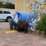 מצאו מקום טוב לאכול | חזירים בעיר התחתית (צילום: רמזי אבו טארוס)