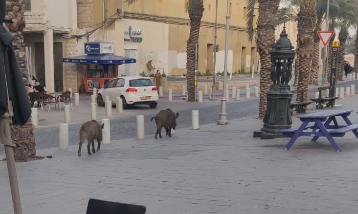 "בוא בוא, לא כאן" | חזירים בעיר התחתית (צילום: רמזי אבו טארוס)