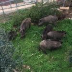 haipo news of haifa pigs 250421