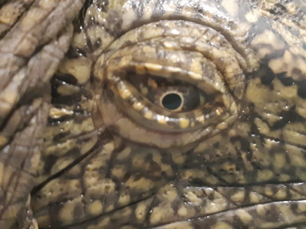 העין של הצב אכרם (צילום: ד"ר יניב לוי, ד"ר צחי אייזנברג)