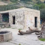 עץ התות השרוף ליד בית הגנן (צילום: אדריכלית רותי ליברטי שלו)