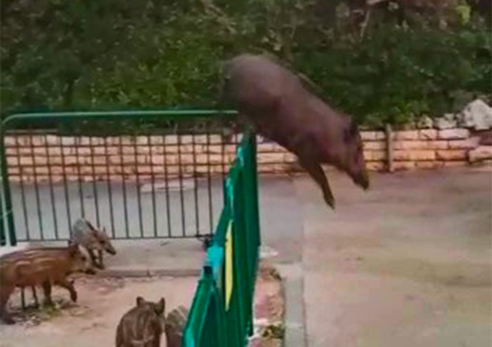 חזיר ספורט מדלג בקלילות מעל גדר עירונית שהציבה עיריית חיפה (צילום: חי פה)