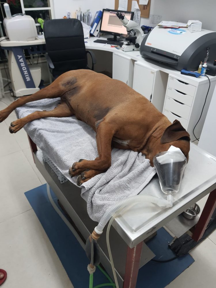 הכלבה דדא על שולחן הניתוחים לאחר שנפצעה בהתקפת חזיר בר בישוב נופית (צילום: אסף שקד)