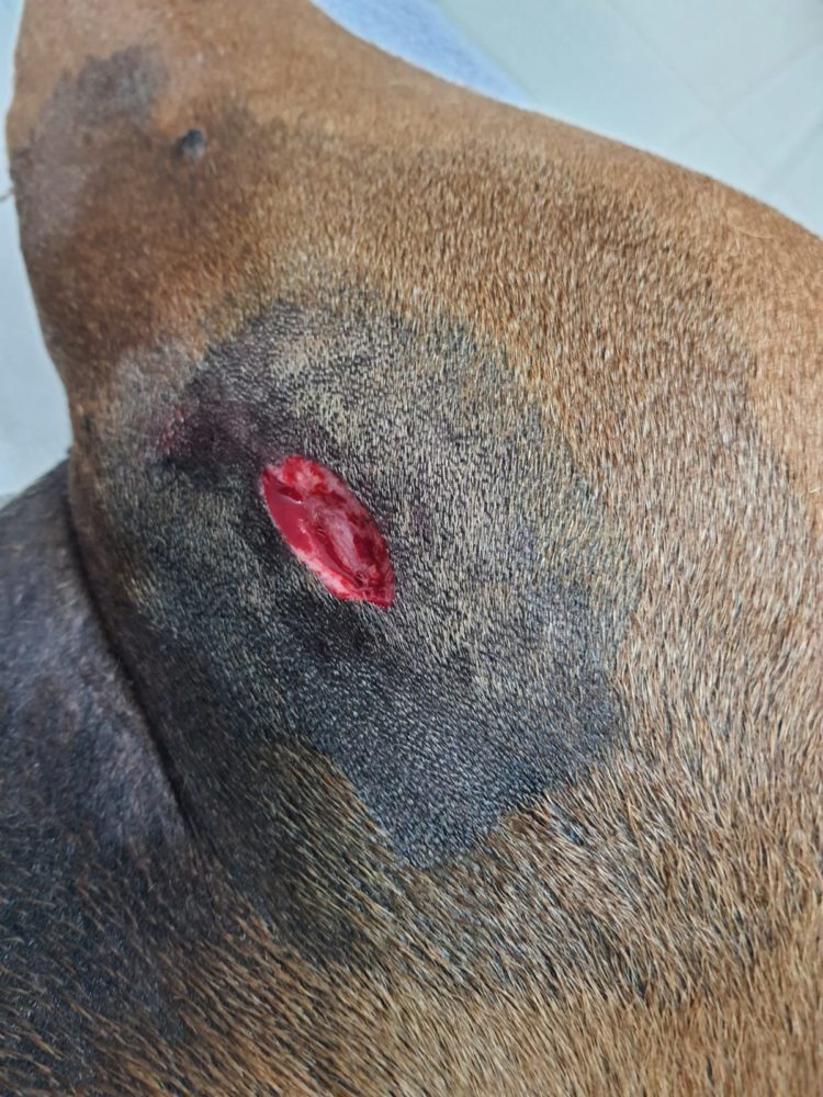 חתך עמוק מניב של חזיר בר: הכלבה דדא נפצעה בהתקפת חזיר בר בישוב נופית (צילום: אסף שקד)