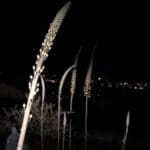 חצבים פורחים (צילום: ירון כרמי)