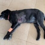 haipo news of haifa dog attacked 100521 (4)