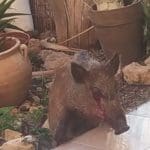 haipo-news-of-haifa-injured-pig-300521-2-1