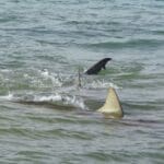 haipo news of haifa shark 060521 (9)