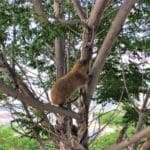 haipo-news-of-haifa-hyrax-170621-1-edited-scaled