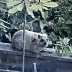 haipo-news-of-haifa-hyrax-3-831×10001