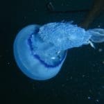 haipo news of haifa jelly fish 230621 (2)