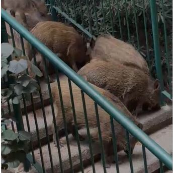 חזירים במוריה יורדים במדרגות (צילום: עומר שריקי)
